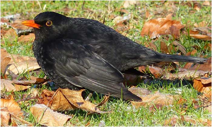 Klassische Heckenbewohner sind: Amsel, das Rotkehlchen oder der Buchfink. Foto: Betina Küchenhoff